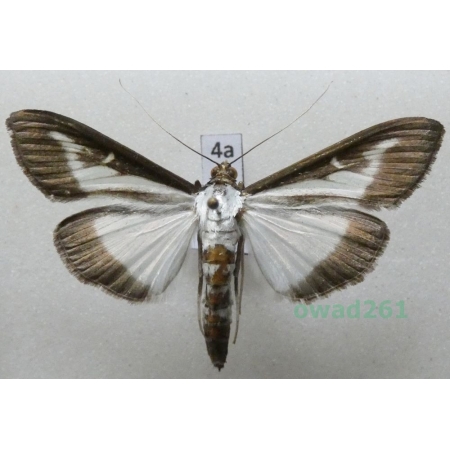 Cydalima perspectalis (Walker, 1859) Poland4a